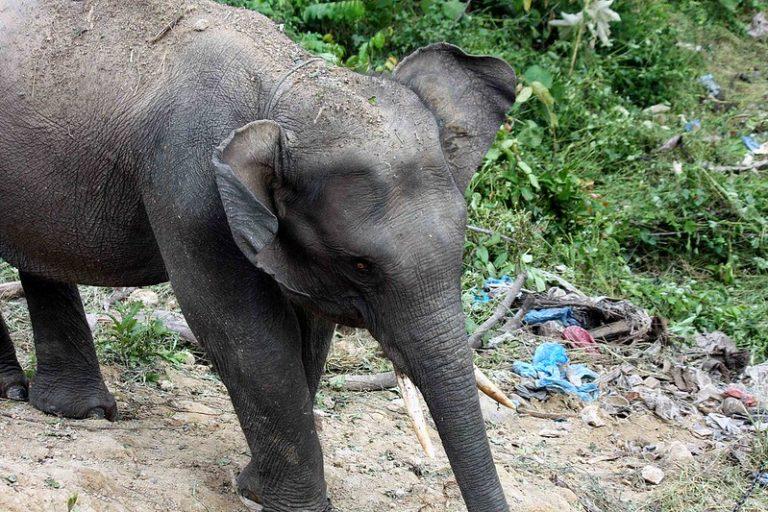 Top 10 Most Rarest Animals in the World Top10ish