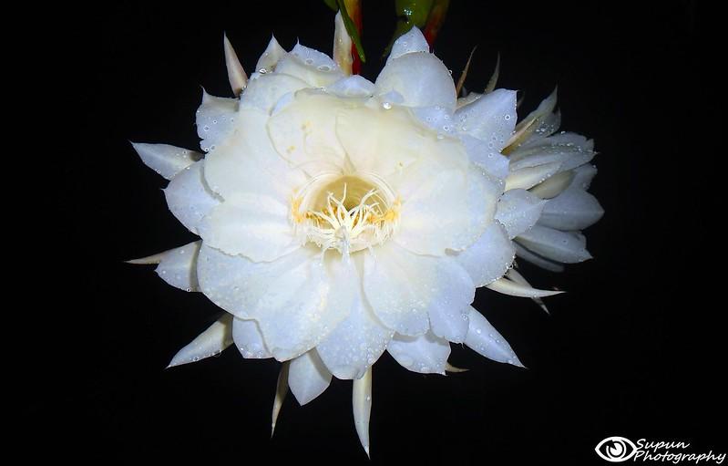 Top 10 Most Expensive Plants Top10ish