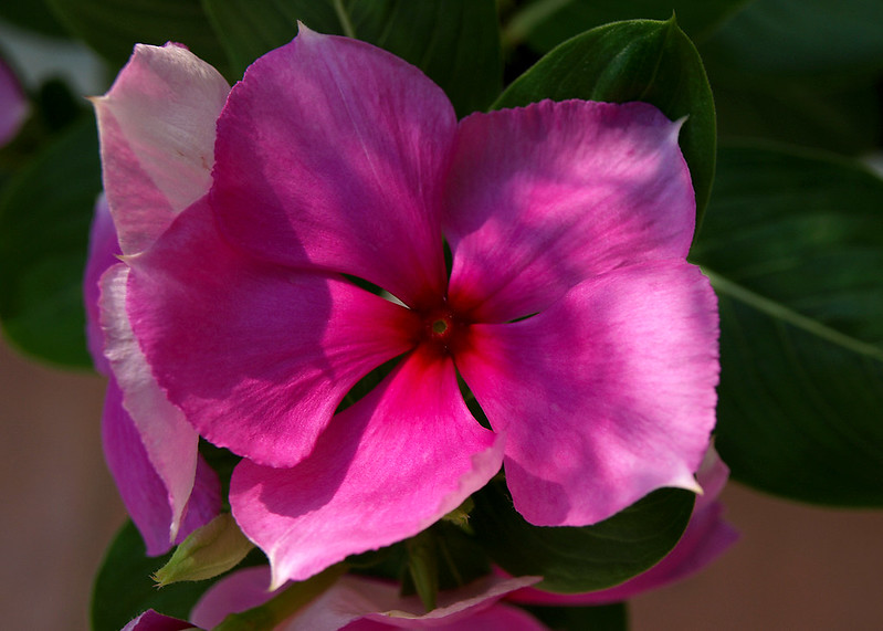 Top 10 Most Dangerous Plants in the World Top10ish